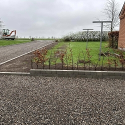 Beplantning af hæk